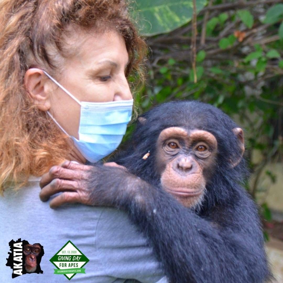 Aidez-nous à réhabiliter Jules le chimpanzé